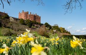 Celebrate St David's Day at Powis Castle
